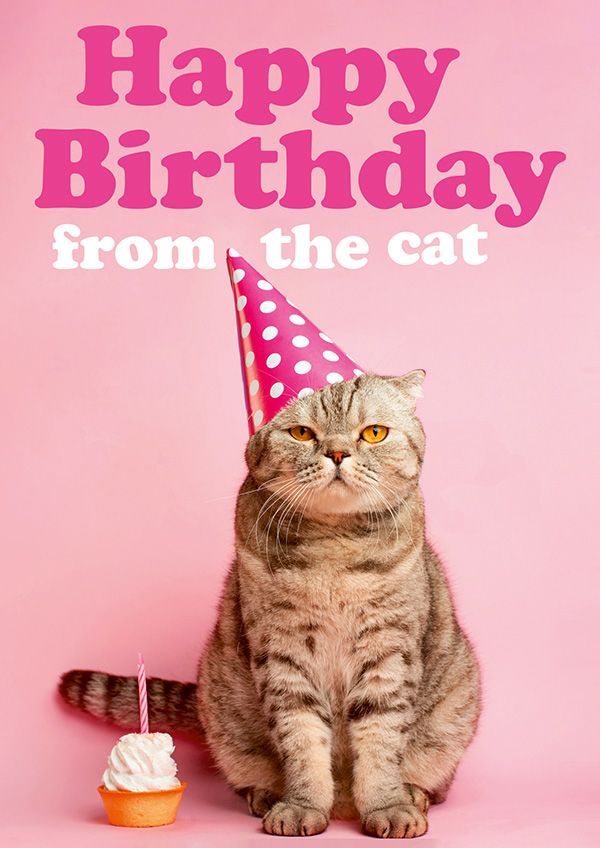 Birthday Card - From the Cat - Card and Caboodle